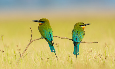 Birds on a tree branch