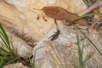 Grashüpfer auf Stein