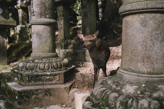 奈良の鹿