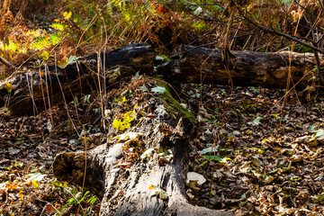 Fallen tree in pool of light