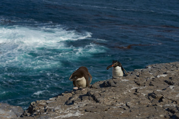 Rockhopper Penguins (Eudyptes chrysocome) on the cliffs of Bleaker Island in the Falkland Islands