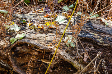 Pool of light in woodland