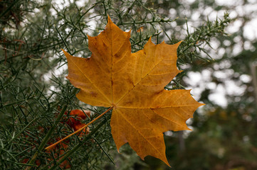 Golden maple leaf caught in thorny green gorse. Autumn falling leaf.