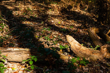 Light split with shadow