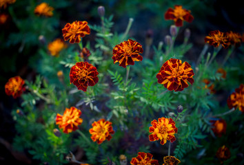 Beautiful bright orange Tagetes patula or French marigold flowers growing in the garden. Summer nature in bloom.