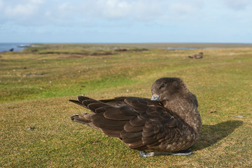Falkland Skua (Catharacta antarctica) sitting on a grass track on Bleaker Island in the Falkland Islands.