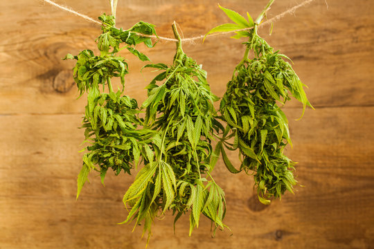 Drying Hanging Hemp