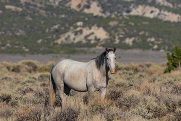 Obraz na płótnie Canvas Wild Horse in the Colorado High Desert in Summer