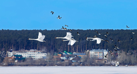 a flock of beautiful swans and wild ducks fly over the frozen lake