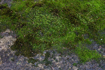 Moss green texture. Moss background. Green moss on grunge texture, background
