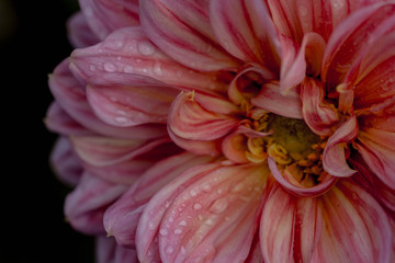 Dahlia close up