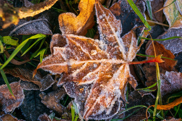 Frozen  leaf on the ground on a frosty autumn morning. 