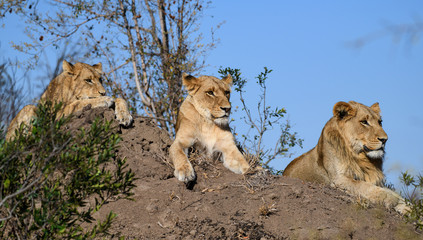 Obraz premium Three African Lions