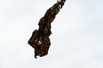 Verwelktes Blatt