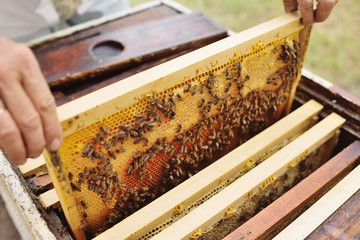 a family of bees close-up on an apiary frame