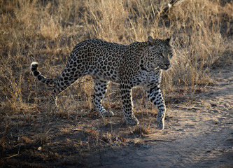 South African Leopard