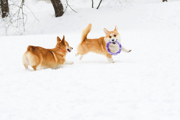 Two funny Welsh corgis playing on snow with puller toy