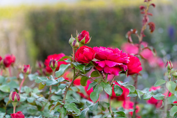 Obraz premium Rosa Blume