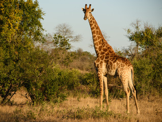 Naklejka na ściany i meble South African Giraffe