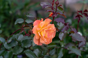 Orange Blume