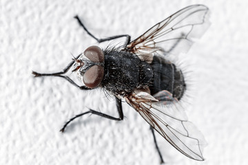 Fly close-up.