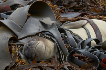 Southern Elephant Seal (Mirounga leonina) sleeping on a pile of kelp on a beach on Sealion Island in the Falkland Islands.