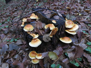 Fototapeta premium Mushrooms growing on a stump