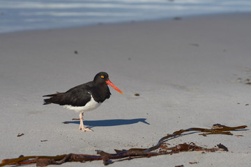 Magellanic Oystercatcher (Haematopus leucopodus) on a sandy beach on Sea Lion Island on the...