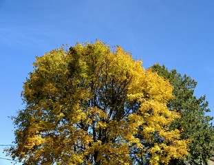 Naklejka premium Fall in Ottawa