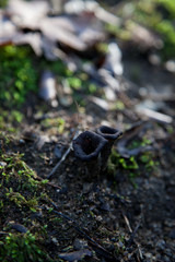 Setas negras trompetas de la muerte