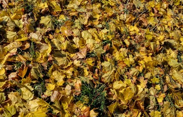 Fall in Ottawa