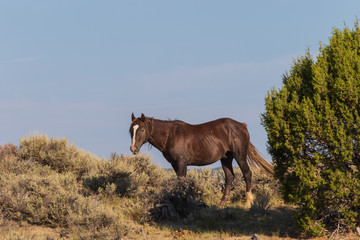 Fototapeta premium Wild Horse in the Colorado High Desert in Summer