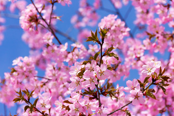 Blühende japanische Kirsche III