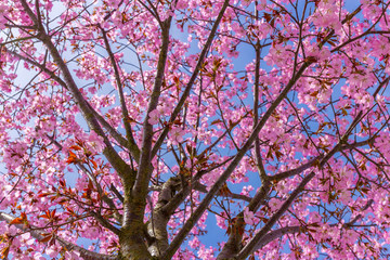Bl&uuml;hende japanische Kirsche II