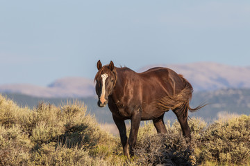 Wild Horse in the Colorado High Desert in Summer