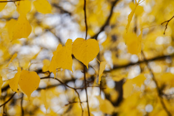 Obraz premium Yellow autumn leaves on a tree like art texture, background