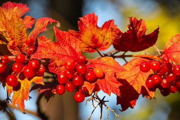 Gewöhnlicher Schneeball  mit Herbstlaub