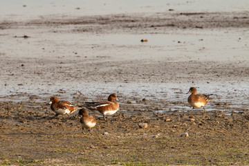 Mehrere Pfeifenten im Schlick