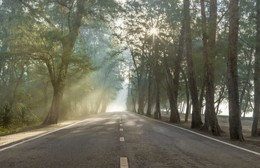 Obraz premium calmness pine forests street with the rays of the sunrise