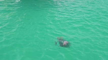 A grey seal swimming around fishing boats in St Ives harbour, in Cornwall, England.
