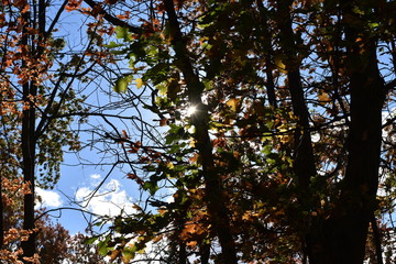 Autumn Trees 4