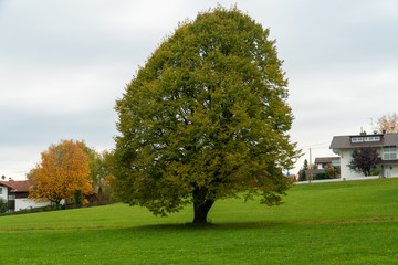 Baum