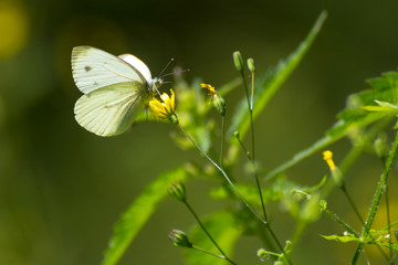 Großer Kohlweißling II