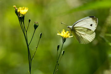 Großer Kohlweißling III
