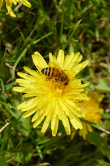 a bee pollinating a dandelion