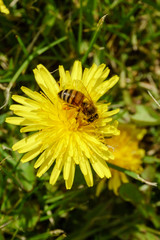 a bee pollinating a dandelion