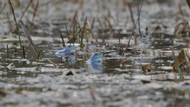 Moor Frog - Rana arvalis blue european frog in the small pond during spring in Czech republic, Moravia. Screaming, jumping, swimming, mating.