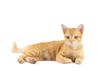 Portrait of little ginger tabby cat lying isolated on white background.