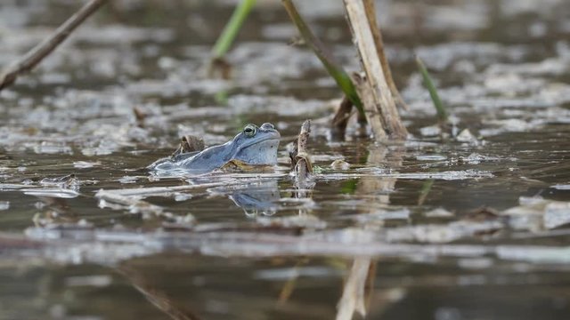 Moor Frog - Rana arvalis blue european frog in the small pond during spring in Czech republic, Moravia. Screaming, jumping, swimming, mating.