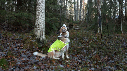 Fototapeta premium Hund mit Warnweste nimmt Witterung auf